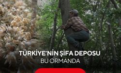 Avrupa’nın en büyük ıhlamur ormanında zorlu hasat! Dalında servet...