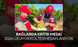 Bağlarda Kritik Mesai... 2026 Üzüm Rekoltesi Hesaplanıyor