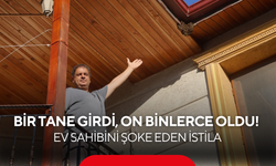 Bir tane girdi, on binlerce oldu! Ev sahibini şoke eden istila