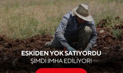 Bir zamanlar altın değerindeydi! Şimdi tonlarcası imha ediliyor...