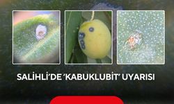 Salihli'de Kabuklubiti alarmı! Zeytin üreticilerine kritik uyarı
