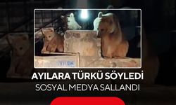 Boz ayılar yiyecek aradı, türkü eşliğinde sosyal medyaya düştü...