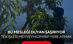 Dalındaki meyveyi bilerek koparıyorlar! İşte nedeni...