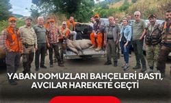 Yaban domuzları bahçeleri bastı, avcılar harekete geçti