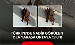Türkiye'de nadir görülen dev yarasa ortaya çıktı!