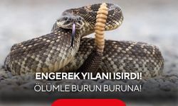 Engerek yılanının ısırdığı adam jandarma helikopteriyle hastaneye kaldırıldı