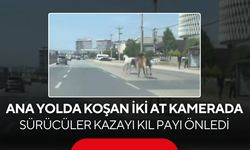 Ana yolda başıboş atlar! O anlar cep telefonu kamerasına yansıdı...