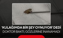 Kulağındaki hareketin sebebi şoke etti! Doktorun çıkardığı şey herkesi hayrete düşürdü...