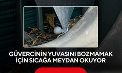 Güvercinin Yuvasını Bozmamak İçin Sıcağa Meydan Okuyor