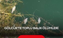 Gölcük'te toplu balık ölümleri