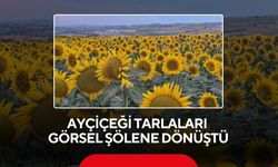 Doğa şov yaptı! Ayçiçeği tarlaları göz kamaştırdı