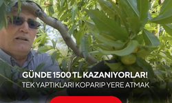 Günde 1500 TL yevmiye alıyorlar! Tek yaptıkları şey ağaçtaki meyveleri koparıp yere atmak...