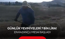 Günlük yevmiyesi tam 7 bin lira! Hasat bitti, paraya para demeyen o mesai başladı...