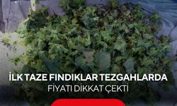 Hasat daha başlamadı, taze fındık tezgahlara indi! Kilo fiyatı dikkat çekti...