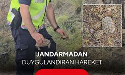 Jandarmadan yürek ısıtan görüntü: Kaplumbağa ve yavrularını kurtardı
