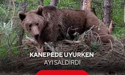 Kanepede uyurken ayı saldırdı! 70 yaşındaki adam hayatını kaybetti