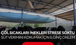 Kavurucu sıcaklar inekleri strese soktu... Üreticiler çözümü bakın nasıl buldu