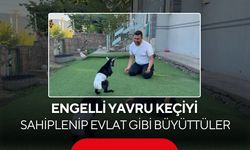 Engelli yavru keçiyi sahiplenip evlat bibi büyüttüler