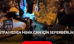 Demir boruda mahsur kalan kirpi için zamanla yarış! 1 saatlik operasyon...