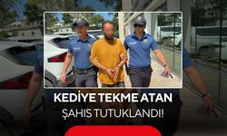 Kediye tekme atan şahıs tutuklandı! 'Sinirliydim, Pişmanım' sözleri tepki çekti