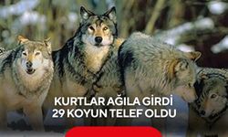 Kurt saldırısı: Ağıla giren kurtlar 29 koyunu telef etti