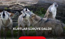 Kurtlar sürüye daldı! 14 koyun telef, onlarca hayvan kayıp