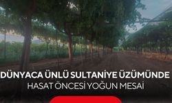 Manisa’da üzüm mesaisi! Dünya markası sultaniye hasada hazırlanıyor...