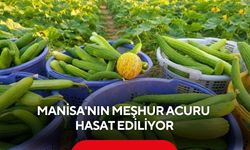 Manisa'nın meşhur acuru hasat ediliyor! Kilosu 50 TL'den satılıyor...