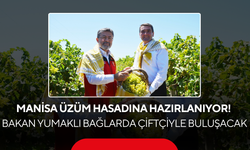 Manisa'da Üzüm Mesaisi Başlıyor! Bakan Yumaklı da Hasatta Yer Alacak