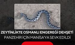 Zeytinlikte Osmanlı Engereği dehşeti! Panzehir için Manisa'ya sevk edildi...