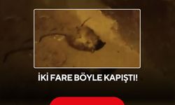 Sokakta ilginç kapışma! İki farenin kavgası sosyal medyayı salladı