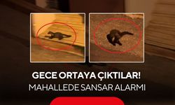 Her gece aynı saatte ortaya çıkıyorlar! Sansarlar kameraya yakalandı