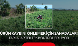 Domates, biber ve pamuk için kritik kontrol ! Üreticiye yerinde destek