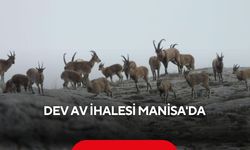 Türkiye'nin dikkat çeken av ihalesi Manisa'da yapılacak... Yaban keçisi kotaları satışa çıkıyor