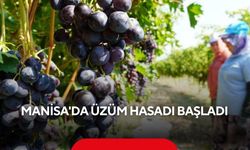 Manisa'da yaş üzüm hasadı başladı! Rekolte beklentisi yüksek