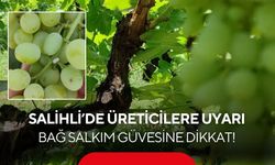 Salihli’de bağ salkım güvesi uyarısı!