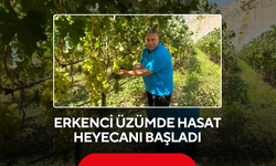 Erkenci üzümde hasat heyecanı başladı