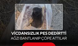 Vicdansızlık pes dedirtti! Ağzı bantlanıp çöpe atılan yavru kedi son anda kurtarıldı...