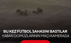 '11'e 11 maç var!' Yaban domuzlarının futbol sahasındaki anları güldürdü