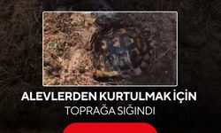 Alevlerden kaçarken kendini toprağa gömmeye çalıştı! Kaplumbağayı ekipler kurtardı...