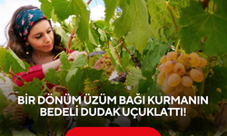 Bir Dönüm Üzüm Bağı Kurmanın Bedeli Dudak Uçuklattı!