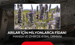 Arılar için milyonlarca fidan! Manisa ve İzmir’de 41 bal ormanı
