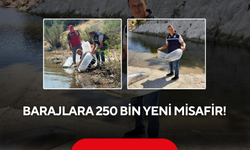 Balık popülasyonunu artırmak için dev çalışma