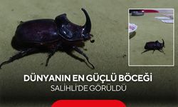Salihli’de kahvehanenin davetsiz misafiri, dünyanın en güçlü böceği oldu