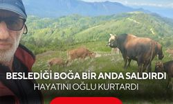 Beslediği boğa bir anda saldırdı... Oğlu son anda kurtardı