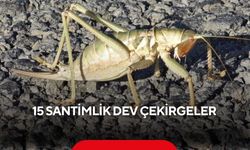 15 santimlik dev çekirgeler