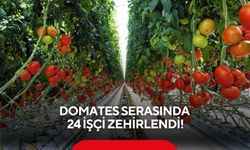 Domates serasında zehirlenme! 24 işçi hastaneye kaldırıldı