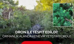 Ormanlık alanda kenevir tarlası! Dron ile tespit edildi