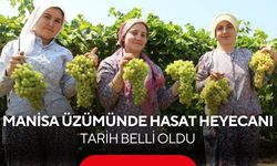 Dünyaca ünlü Manisa üzümünde sezon başlıyor! Kesim tarihi belli oldu