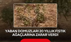Fıstık hasadına günler kala! Yaban domuzları bahçeleri bastı